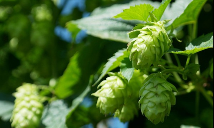 Bierdegustatie - Biobieren Bierdegustatie - Biobieren